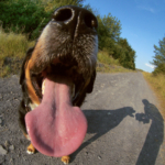 Dålig andedräkt hos hund (halitosis)